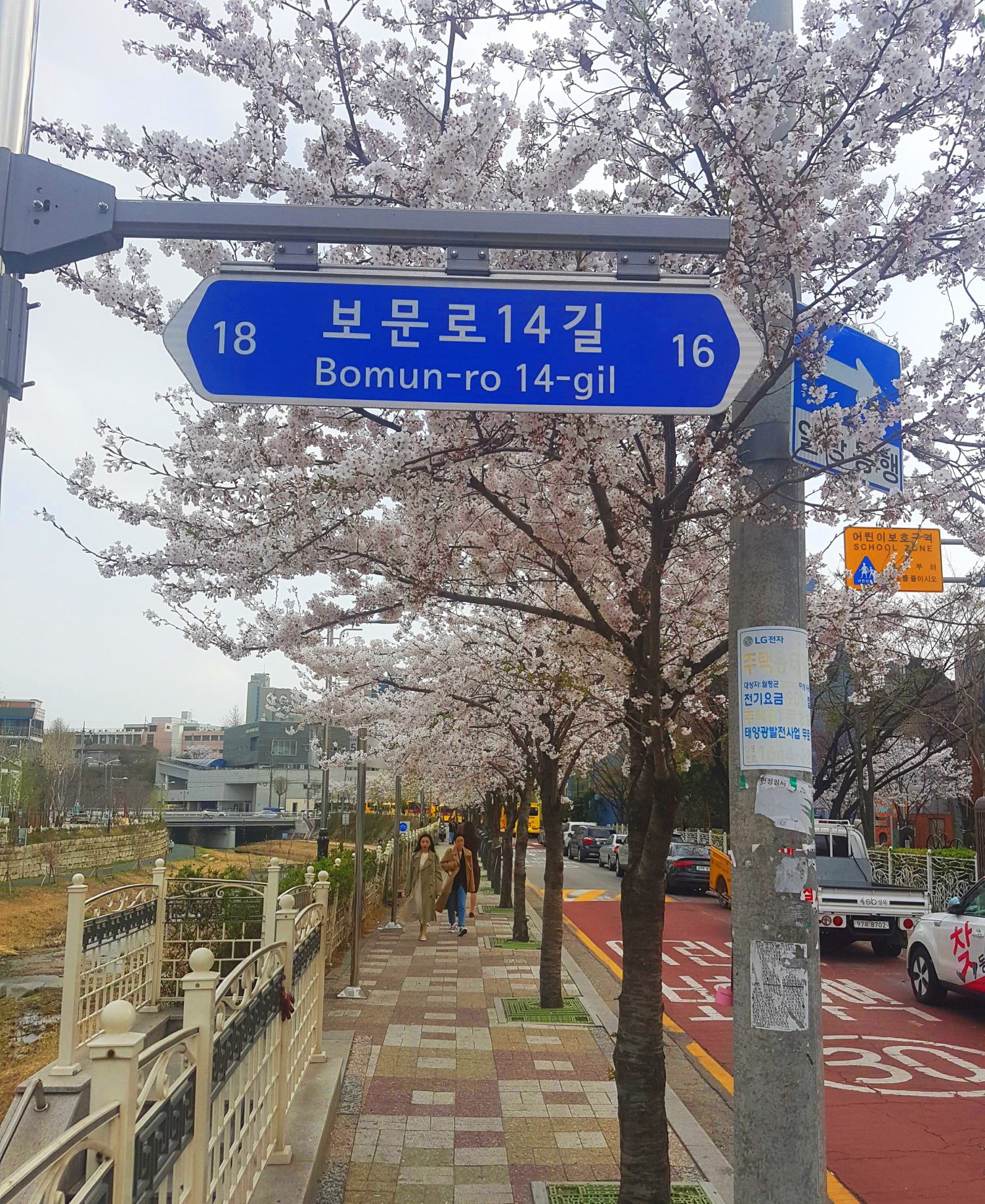 bomun-river-korea-cherry-blossom