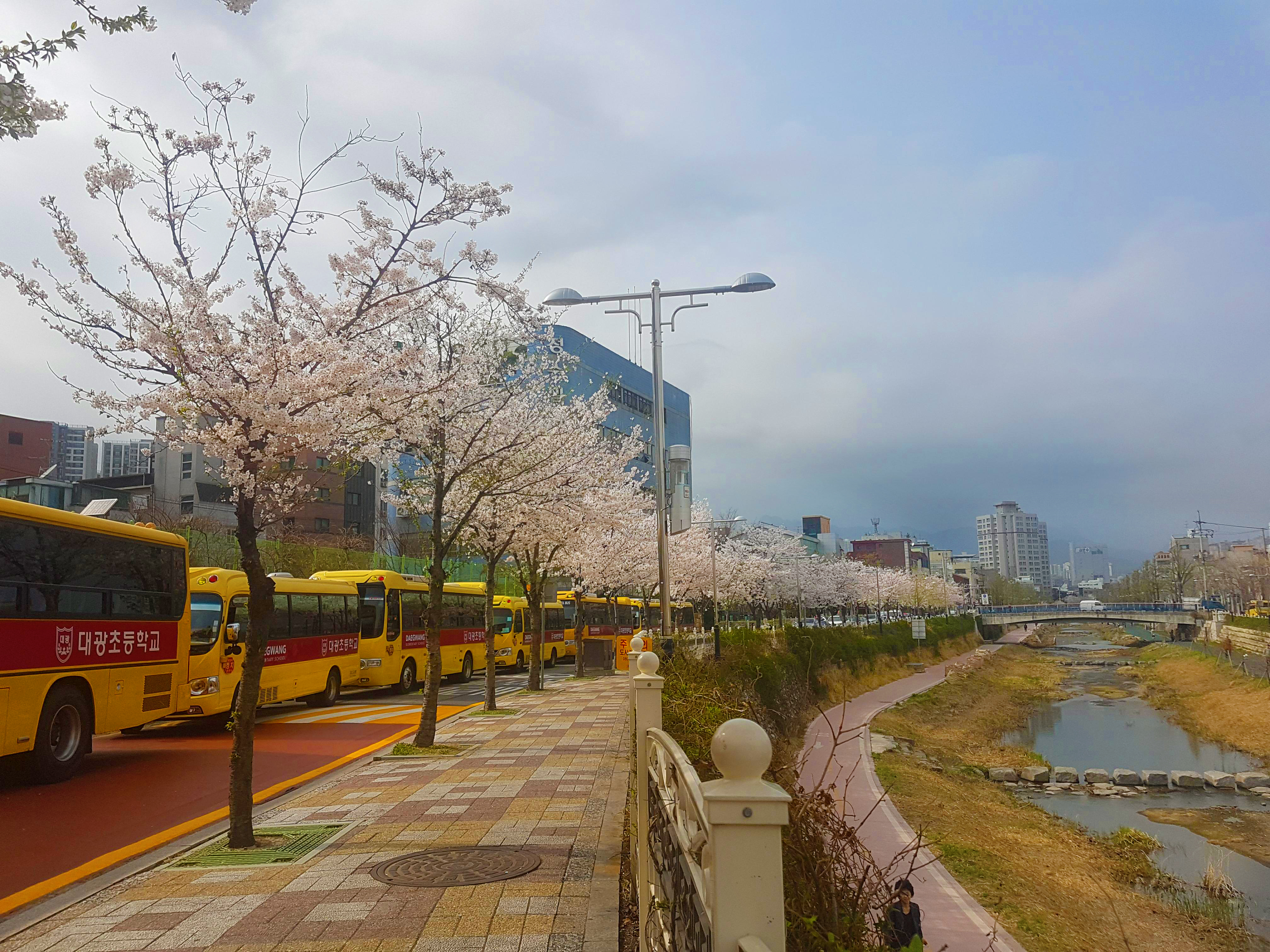 bomun-river-korea-cherry-blossom-road