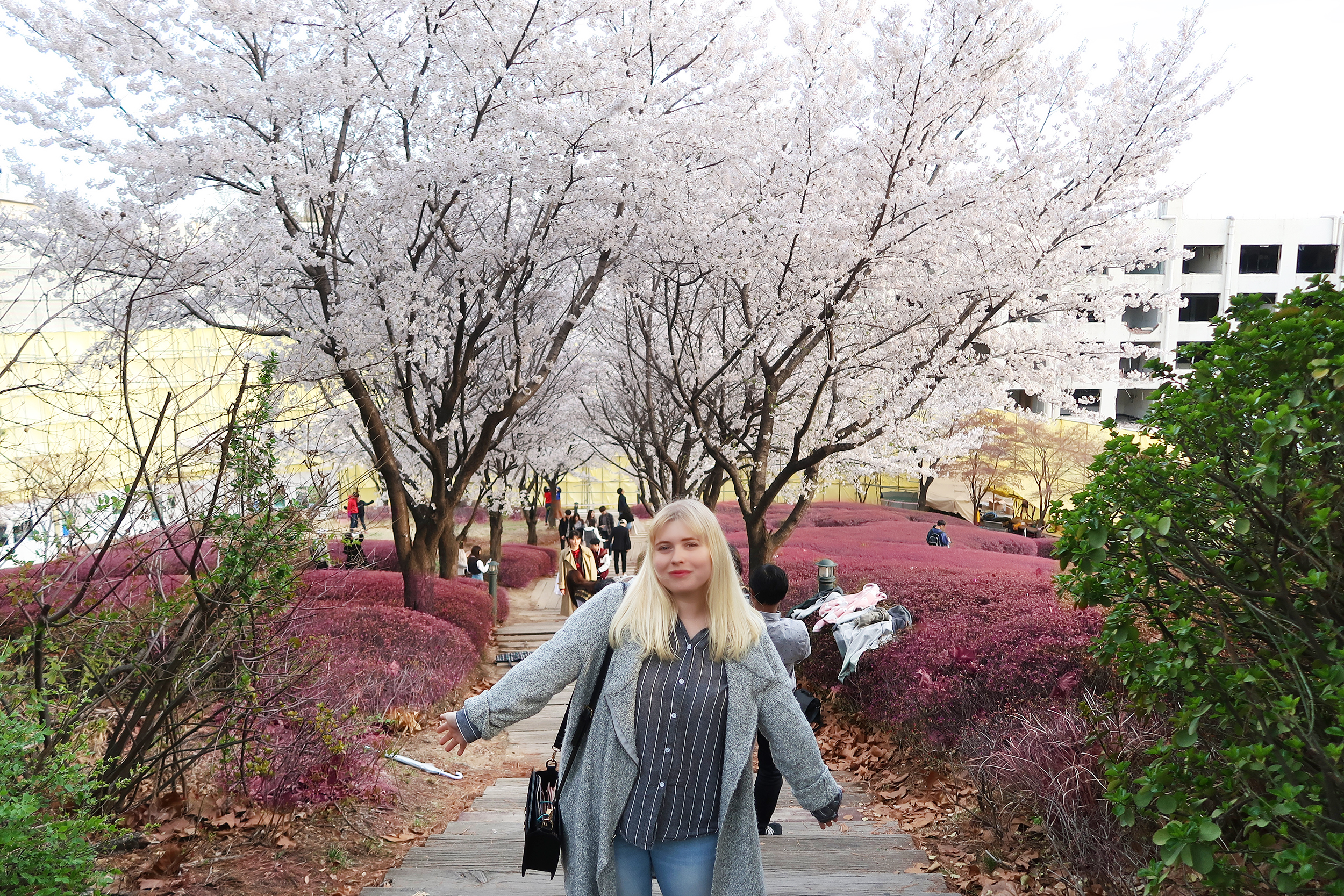 korea-uni-cherry-blossom