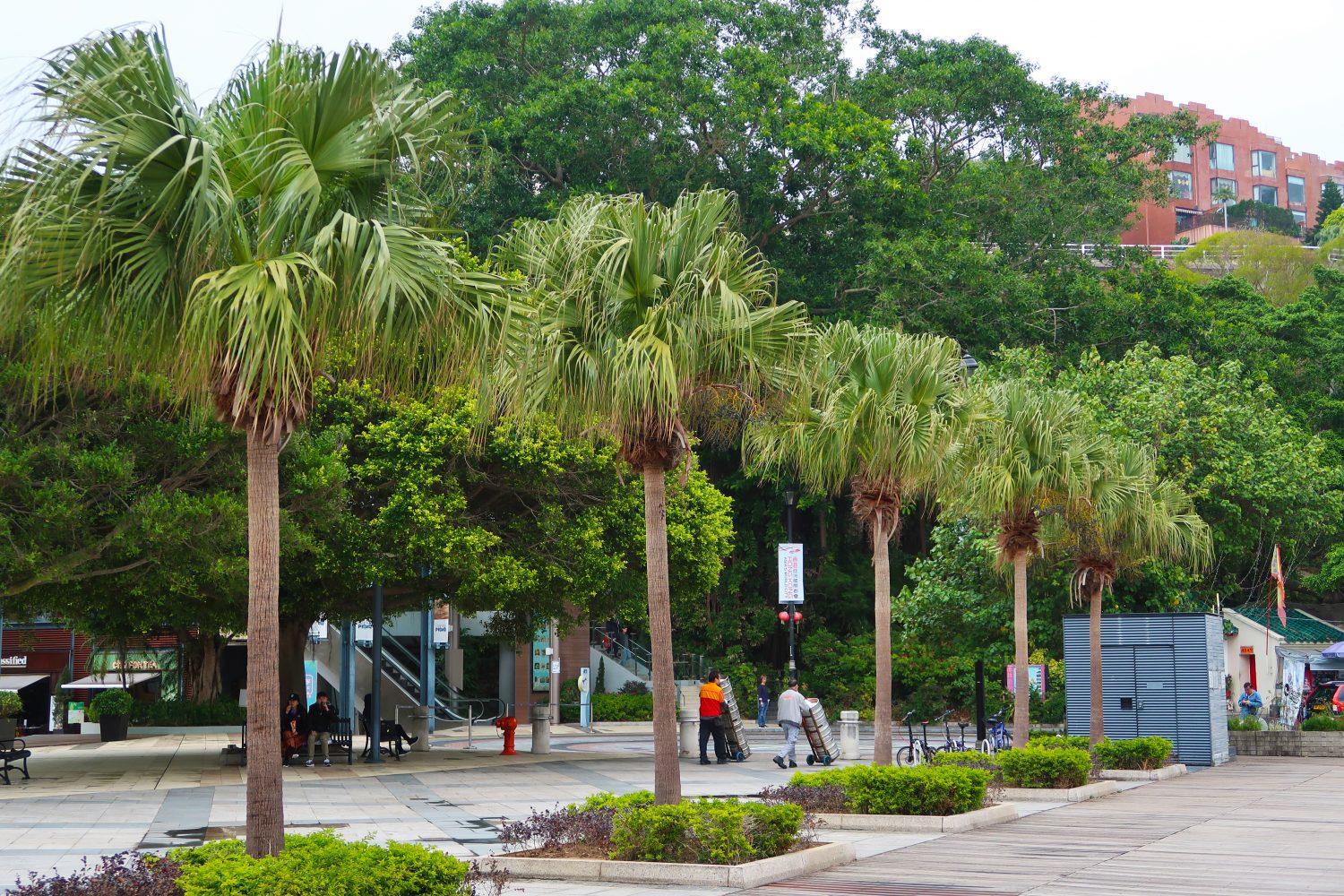 palm-trees-stanley-beach-hong-kong