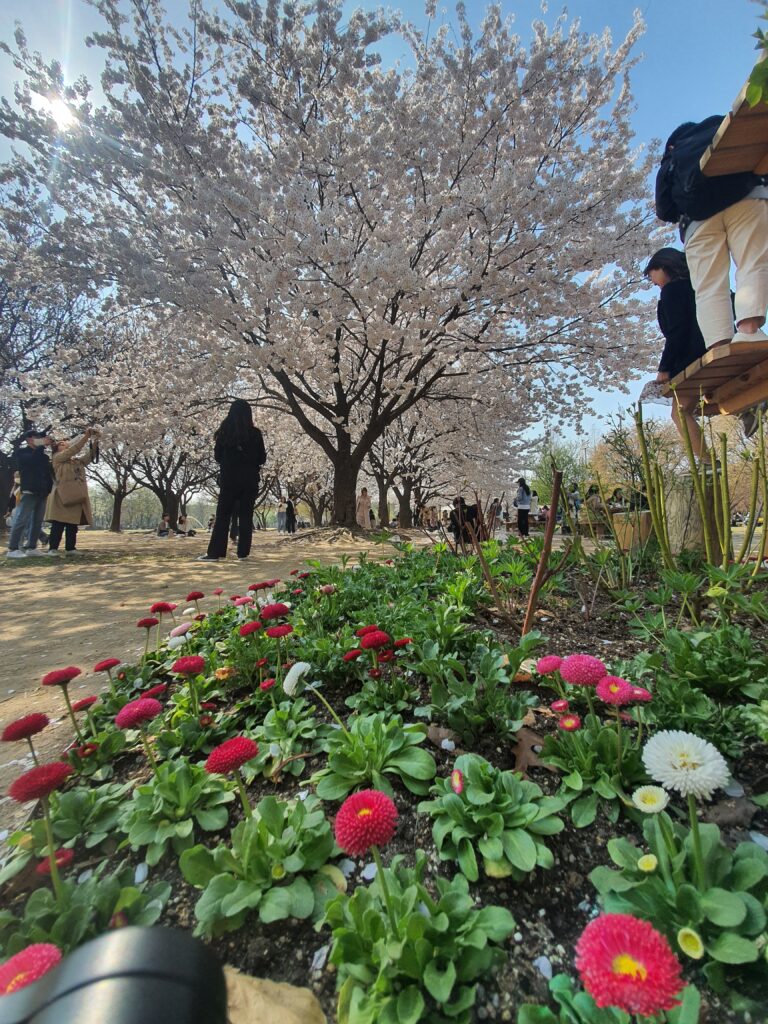 cherry blossom in seoul