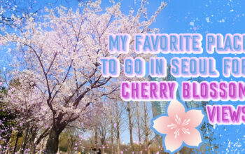 cherry blossom in seoul