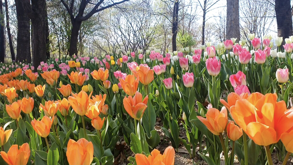 tulips at seoul forest park