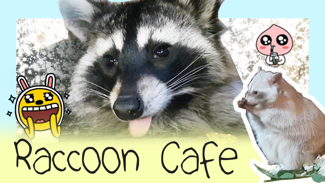 Visiting a Raccoon Cafe in Seoul!
