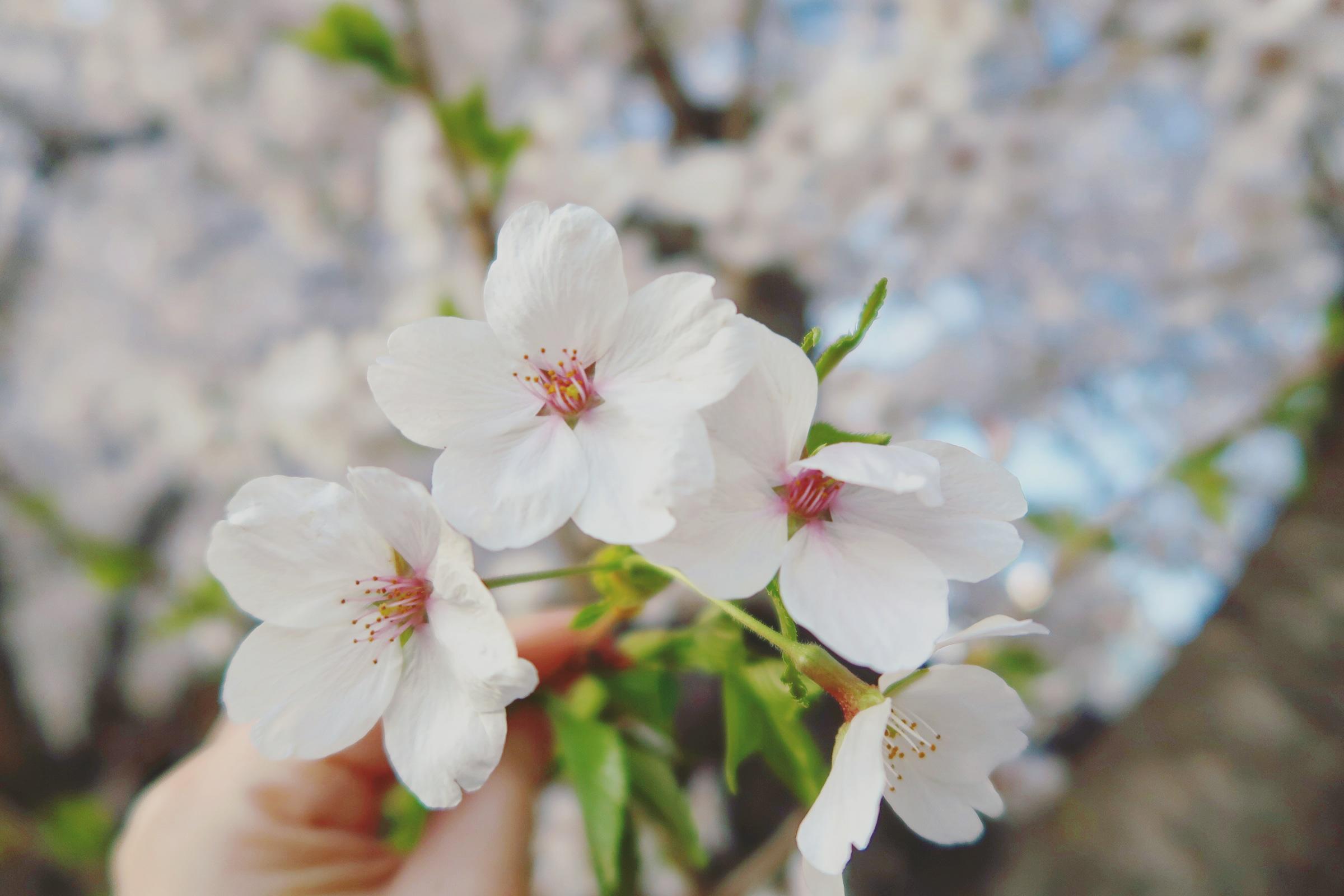 Cherry Blossom Season in Korea – More than just flowers