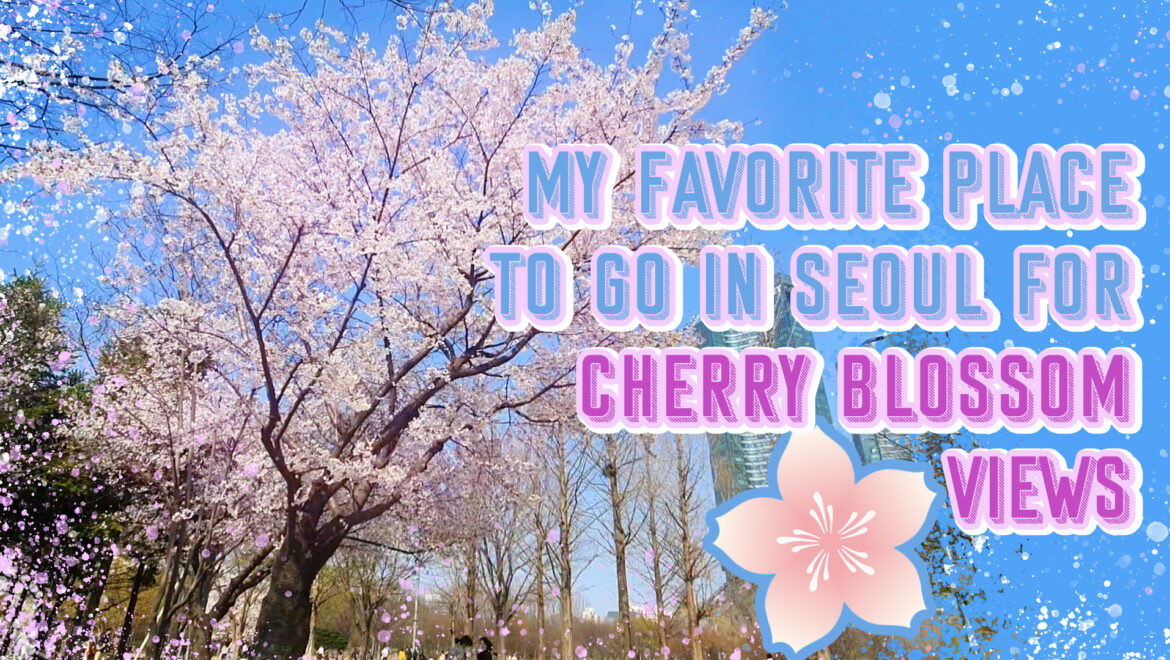 cherry blossom in seoul